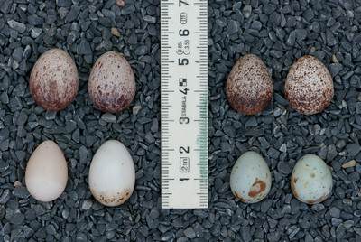 oeufs