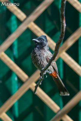 Bulbul cafer