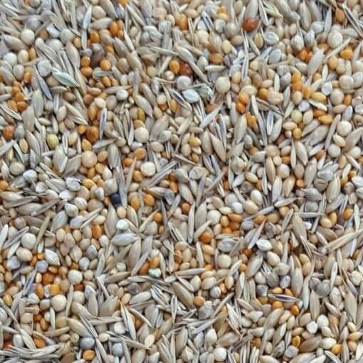 graines pour petits exotiques