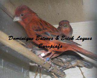 Couple canari 