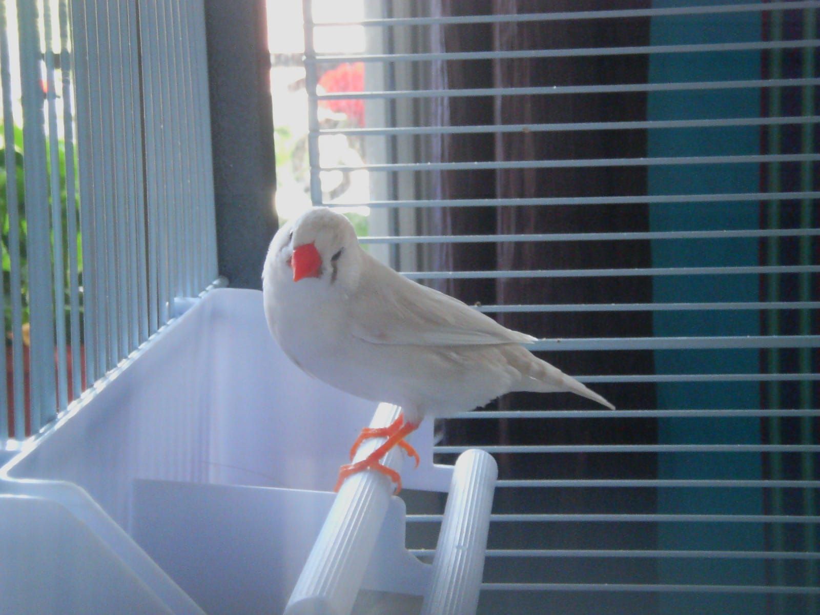 Mangeoire oiseaux
