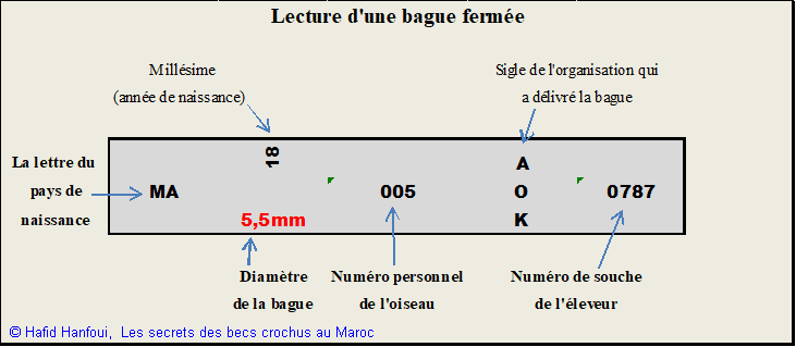 Schéma Bague Hafid Hanfaoui