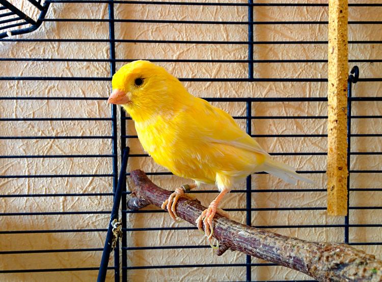 LE CANARI DU HARZ L'Oisillon La Boutique Oiseaux LE CANARI DU HARZ L'Oisillon La Boutique Oiseaux