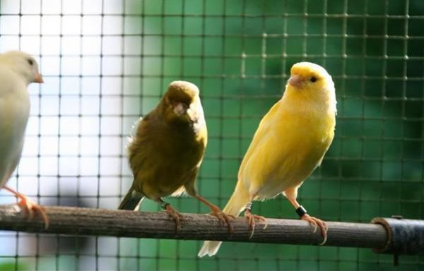 Groupe canaris du harz
