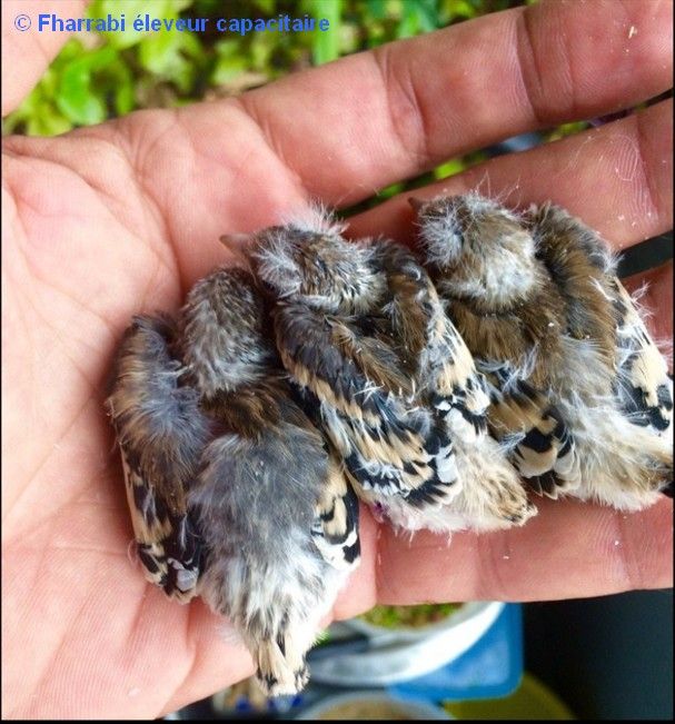 Chardonnerets parva jeunes presque sortis du nid