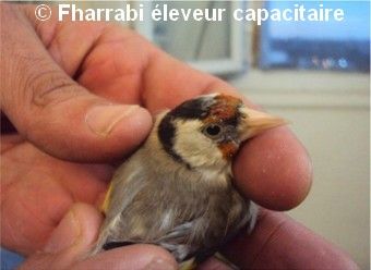 Jeune chardonneret parva en mue