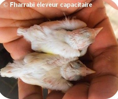 Jeunes chardonnerets parva mutation