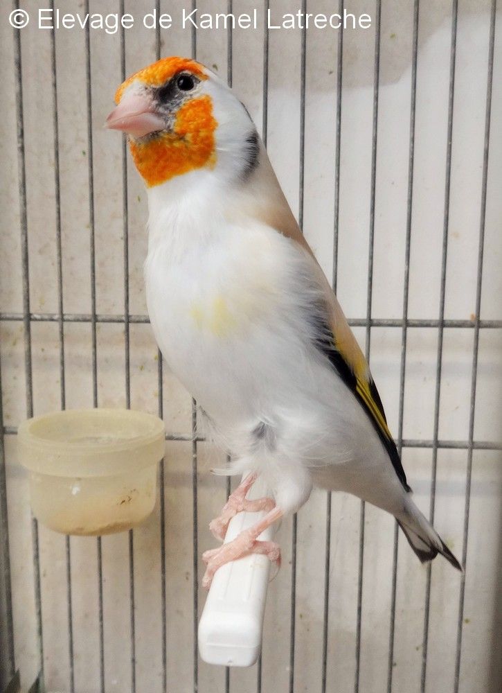 Femelle eumo porteurTB