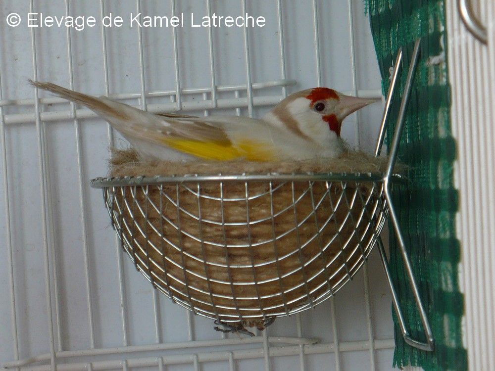 Le Chardonneret Elegant