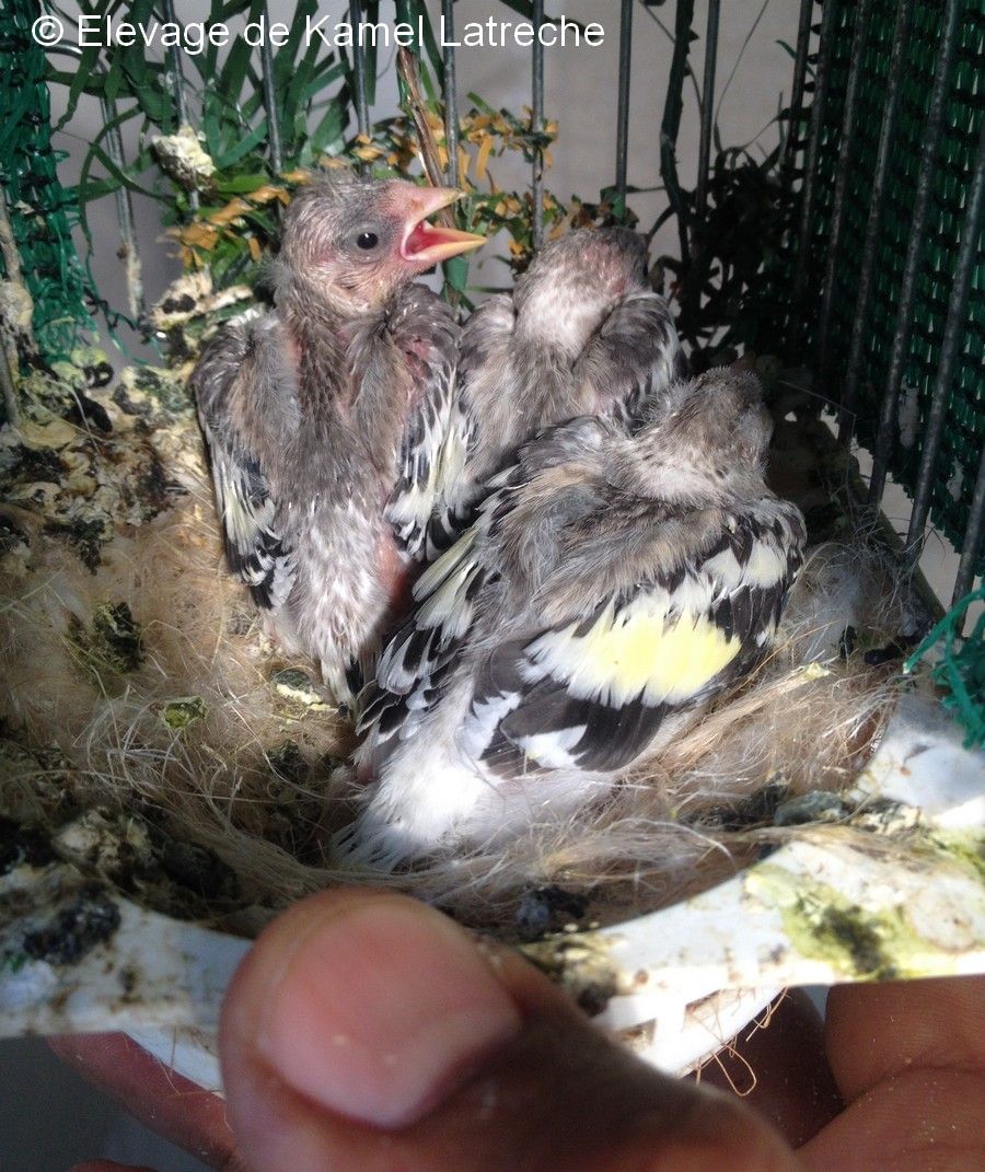 Poussins eumo