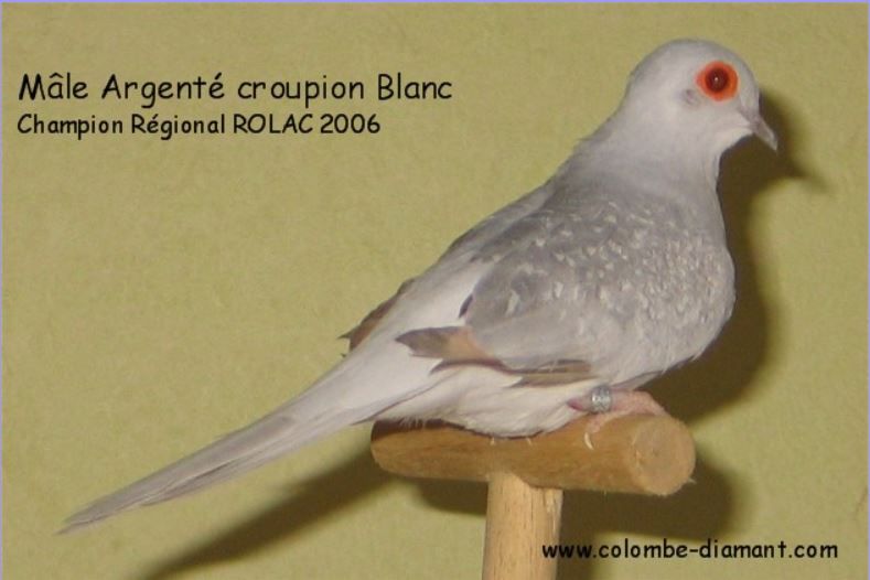 Colombe Diamant Mutation Gris claire croupion blanc