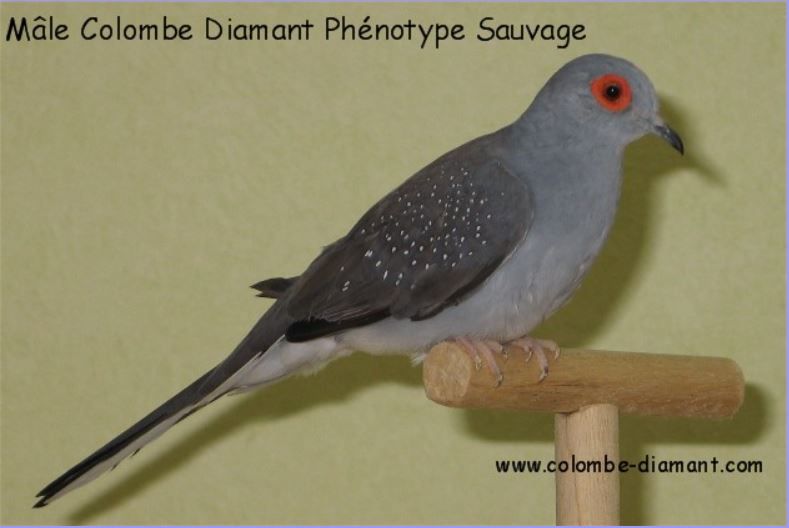 Colombe Diamant Mutation Phénotype Sauvage