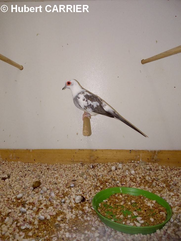 Colombe diamant mutation panachée