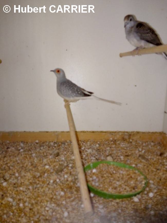 Colombe diamant mutation gris clair