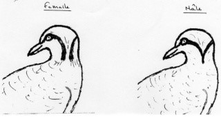 Phaps elegans 2   Jean Paul Olivier