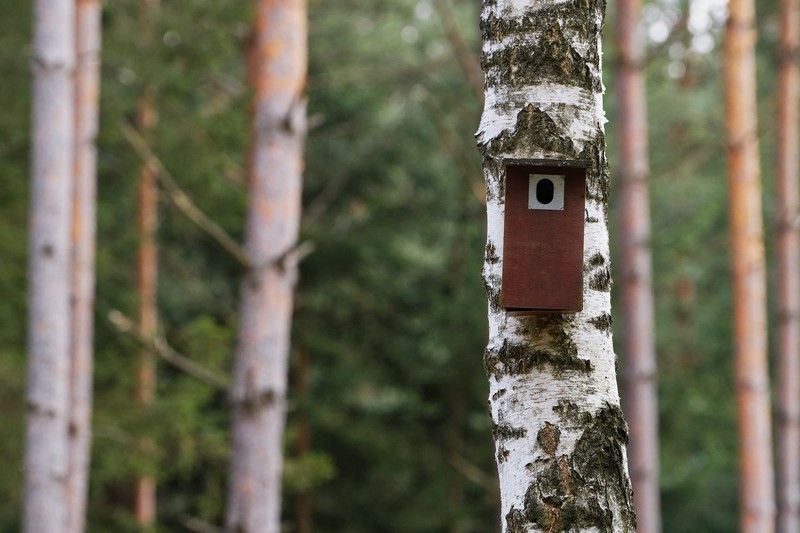 Fabriquer nid oiseaux dans les arbres