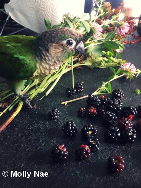 Conure Molina alimentation 7