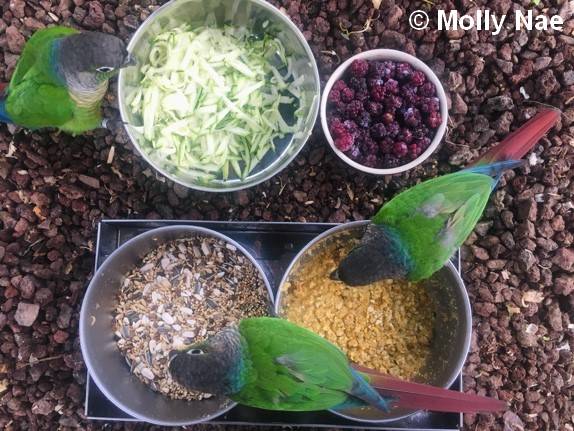 Conure Molina alimentation 8