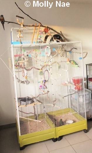 Conure Molina grande cage 5
