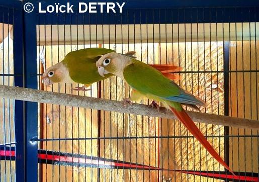 Conure Molina mutation cinnamon 18