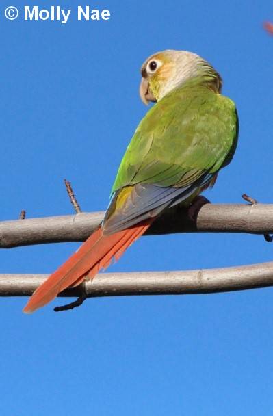 Conure Molina mutation misty 1 23