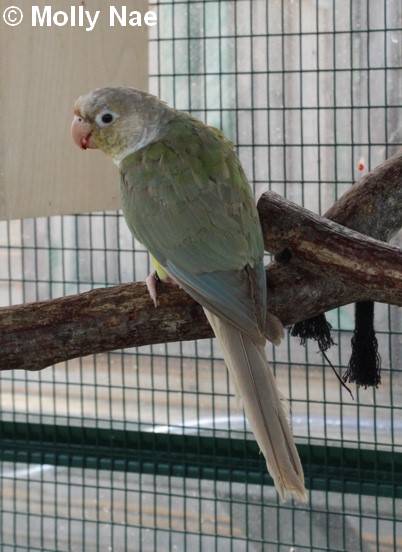 Conure Molina mutation misty 2 24