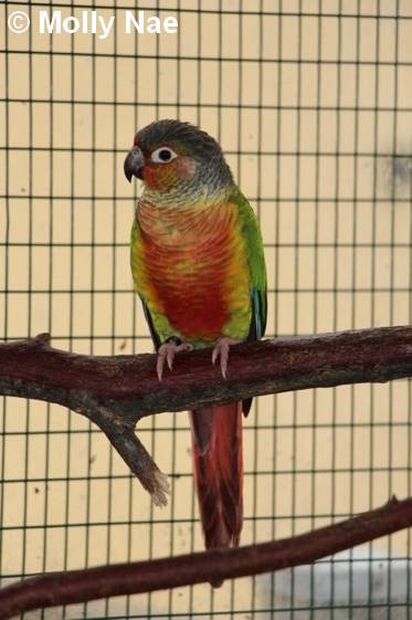 Conure Molina mutation opaline 17