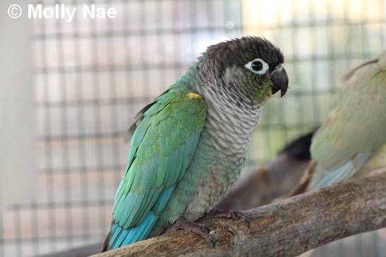 Conure Molina mutation turquoise 21
