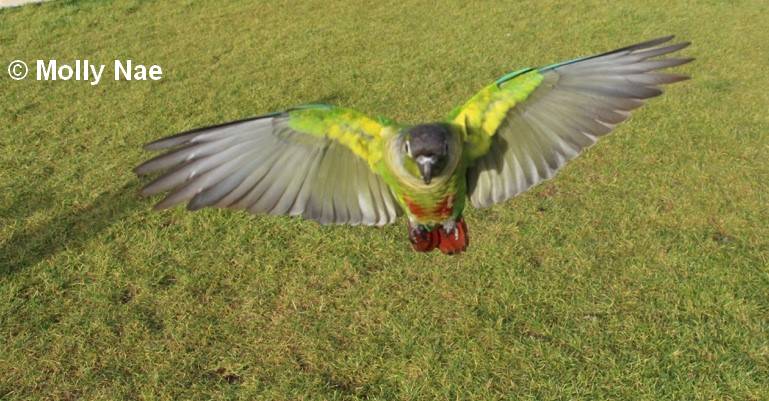 Conure Molina mutation type sauvage en vol 16