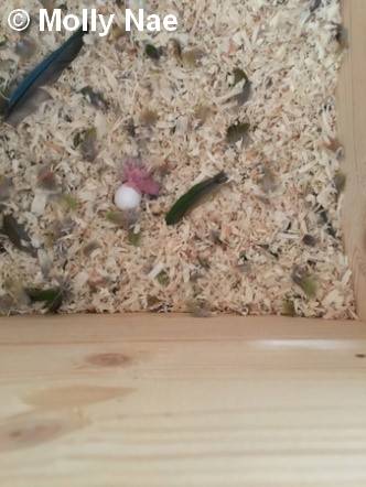 Conure Molina reproduction jeune naissance 12