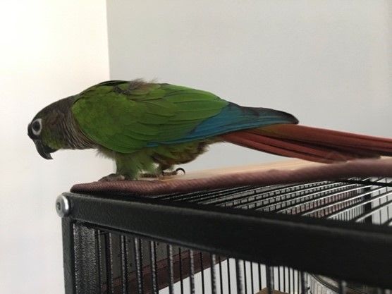 Conure Molina sur cage reproduction 9