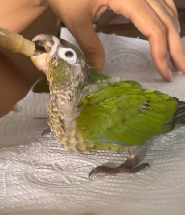Problème reproduction Conure de Molina
