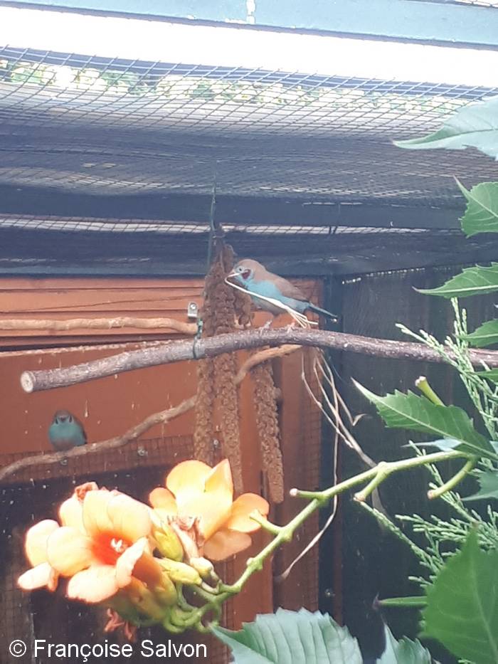 Cordon bleu joues petite volière 11