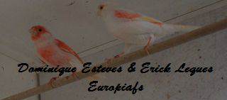 Couple de Canaris Mozaique rouge.