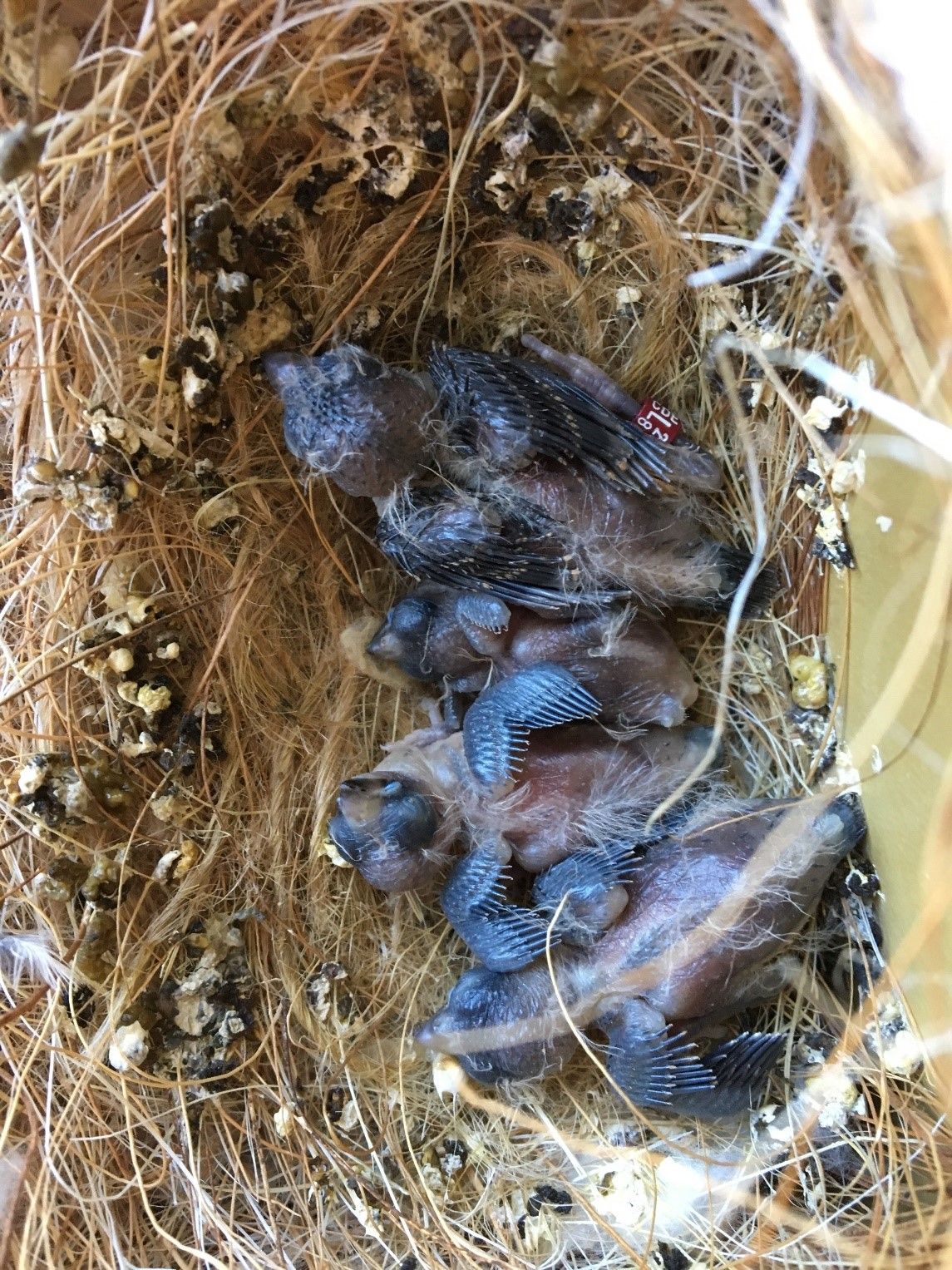 Oisillons baguage  année 2018 en   cage de  reproduction