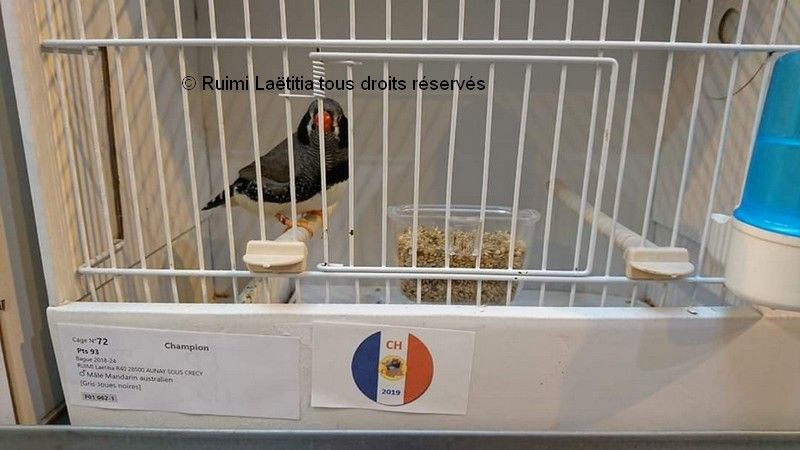 Male gris joues noires Champion CGT 2019 LR 17
