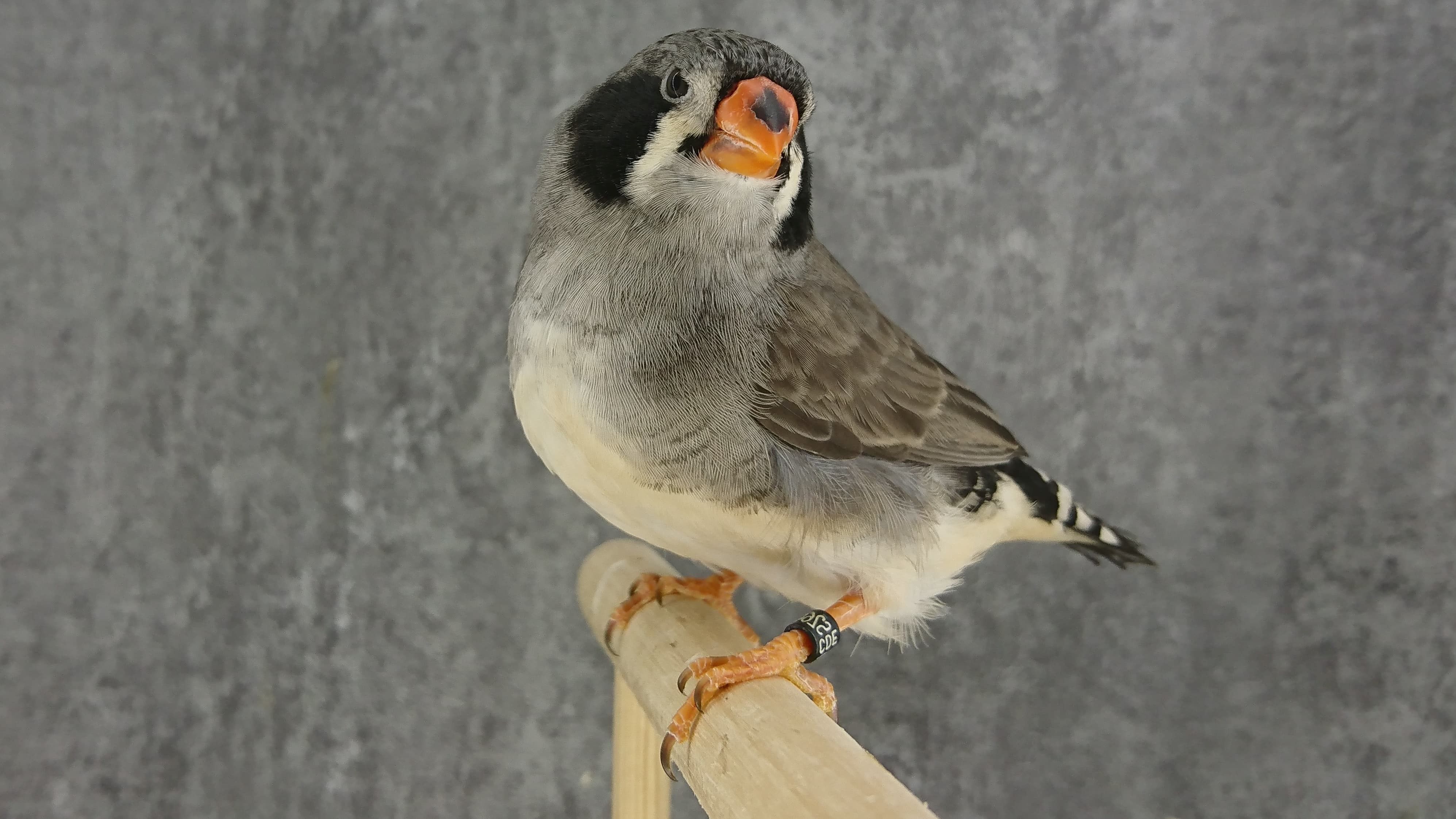 Mutation Mandarin gris joues noires femelle LR 7