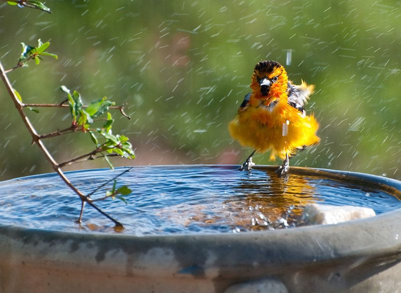 Donner bain oiseaux 1