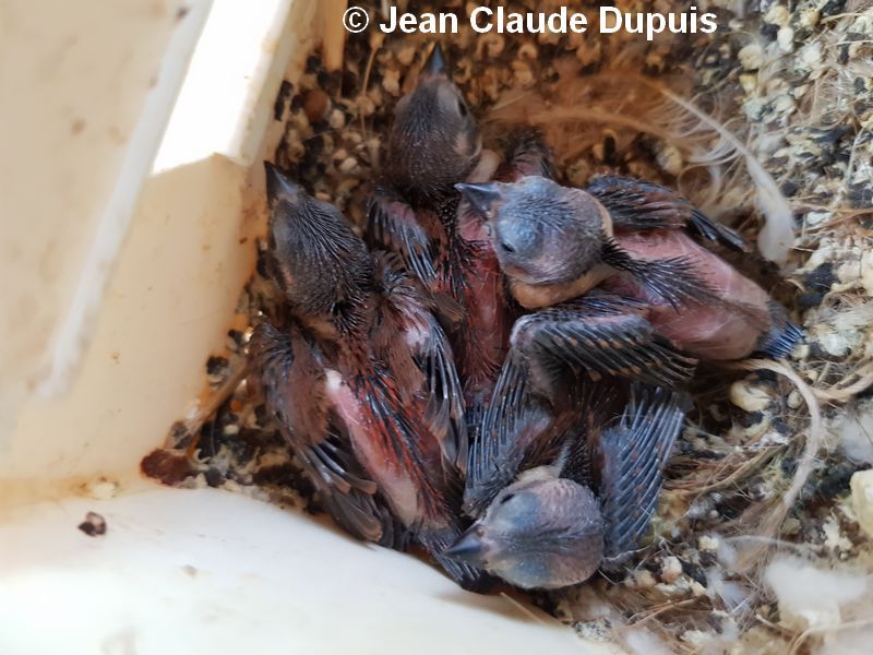 Jeunes Embleimes Peints