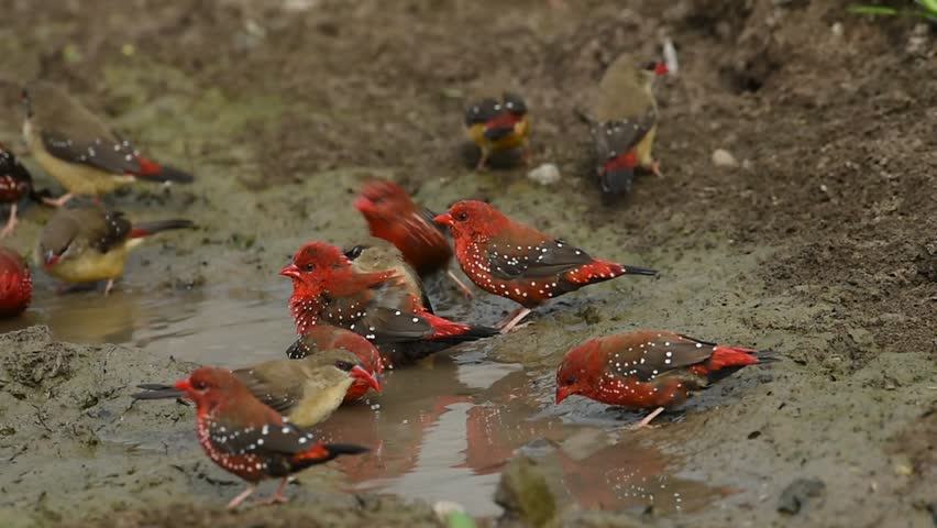 groupe de bombay à l'abreuvoir au sol 