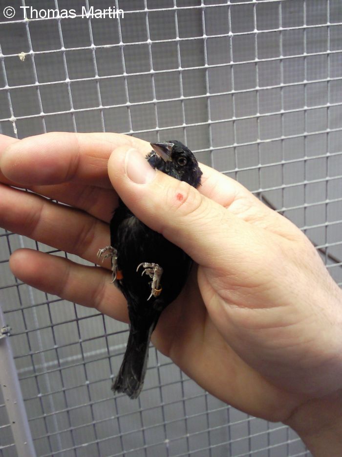 Jacarini male 2 ans