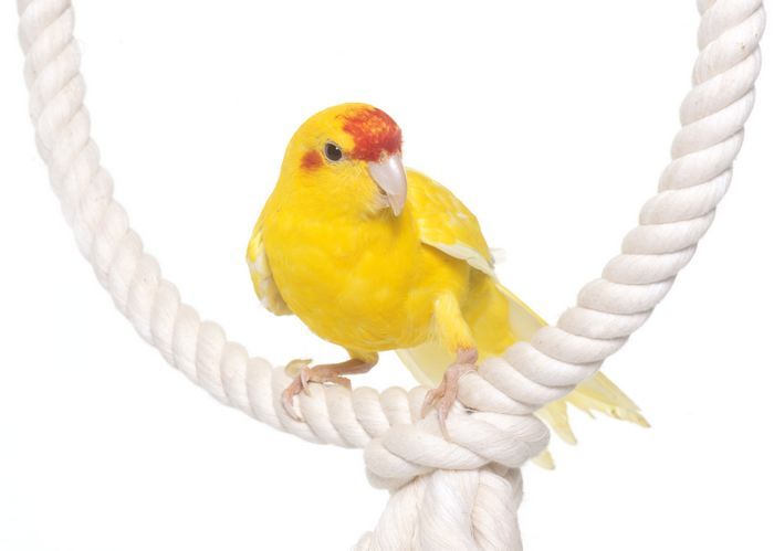 Kakariki sur jouet corde