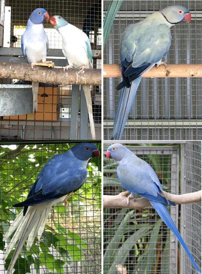 La perruche à collier mutations 2