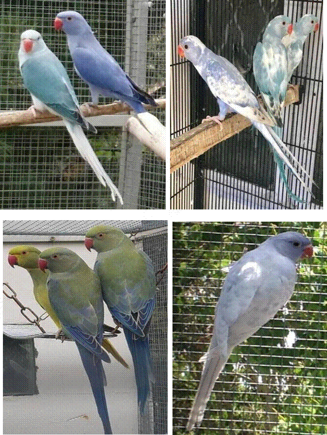 La perruche à collier mutations 3