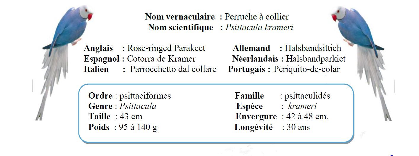 La perruche à collier présentation 1