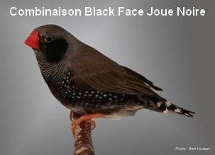 Diamant Mandarin Mâle black face Joues Noires CT