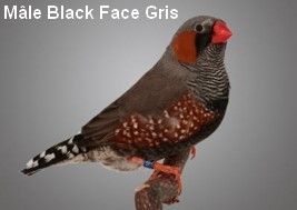 Diamant Mandarin Mâle black face gris CT