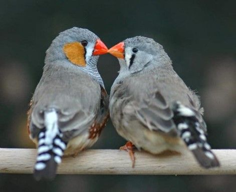 Presentation Du Diamant Mandarin L Oisillon La Boutique Oiseaux