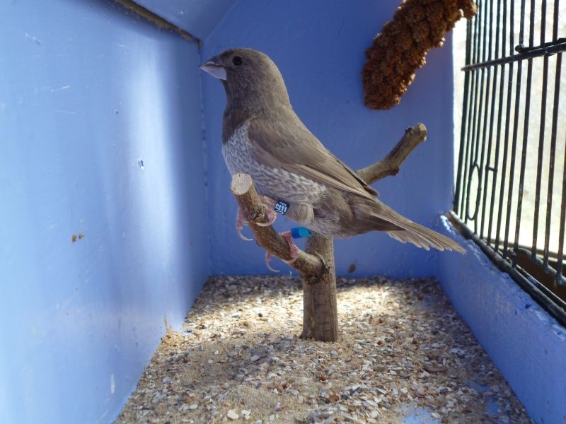 Le Moineau Du Japon L Oisillon La Boutique Oiseaux Le Moineau Du Japon L Oisillon La Boutique Oiseaux