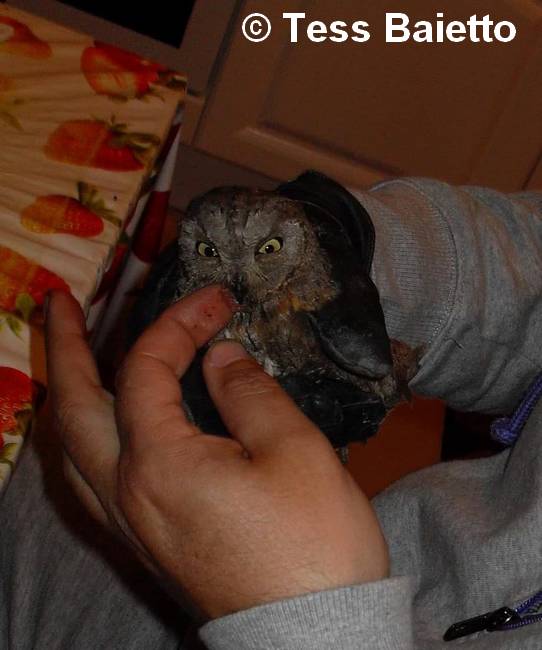 Ma passion gould sauvetage oiseau